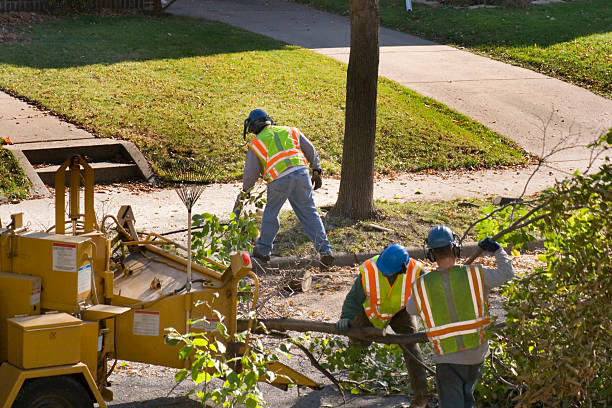 Best Storm Damage Tree Cleanup  in San Luis, AZ